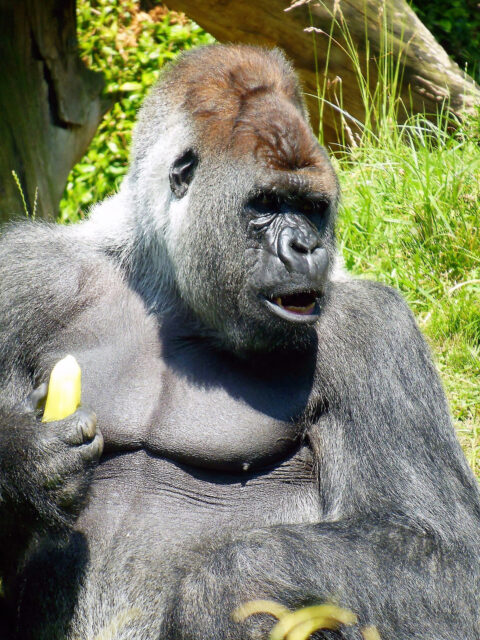 Foto Bokito Hans Grootenhuijs